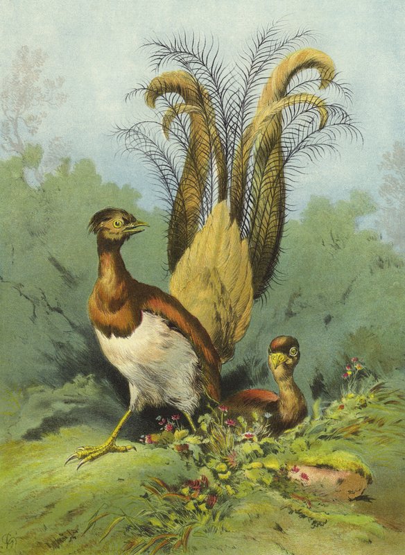 Lira Ptak (chromolitho) autorstwa Hector Giacomelli