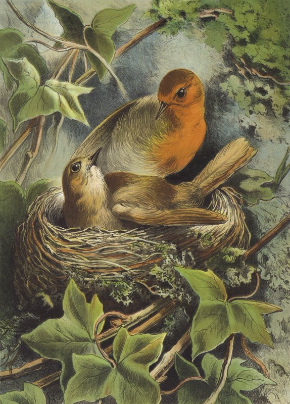 Robin i jego gniazdo (chromolitho) autorstwa Hector Giacomelli