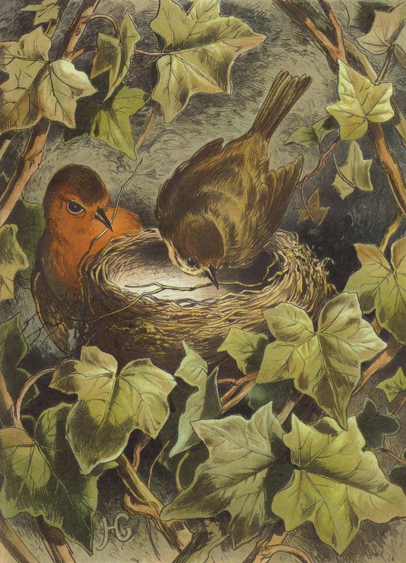 Robin, budując gniazdo (chromolitho) autorstwa Hector Giacomelli
