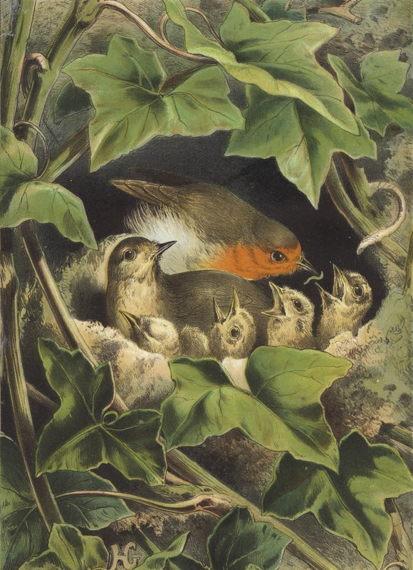 Robin, karmienie młodych (chromolitho) autorstwa Hector Giacomelli