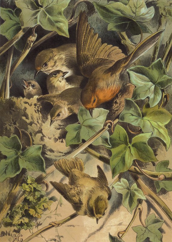 Robin opuszcza gniazdo (chromolitho) autorstwa Hector Giacomelli