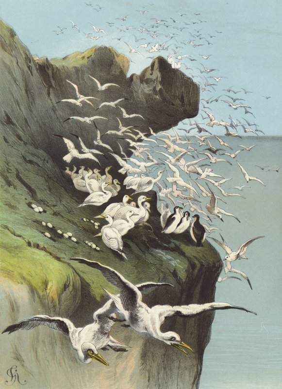 Gęsi Solan (chromolitho) autorstwa Hector Giacomelli