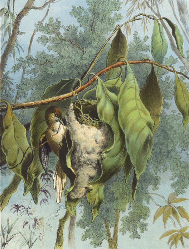 Krawiec Ptak (chromolitho) autorstwa Hector Giacomelli