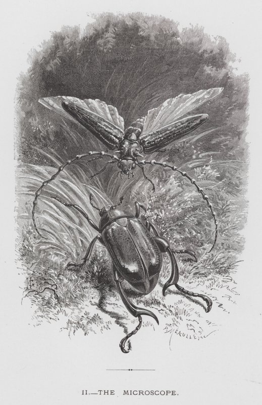 Owad: Mikroskop (rycina) autorstwa Hector Giacomelli