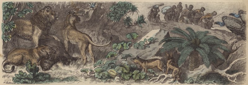 Republika Południowej Afryki (kolorowy grawerunek) autorstwa Heinrich Leutemann