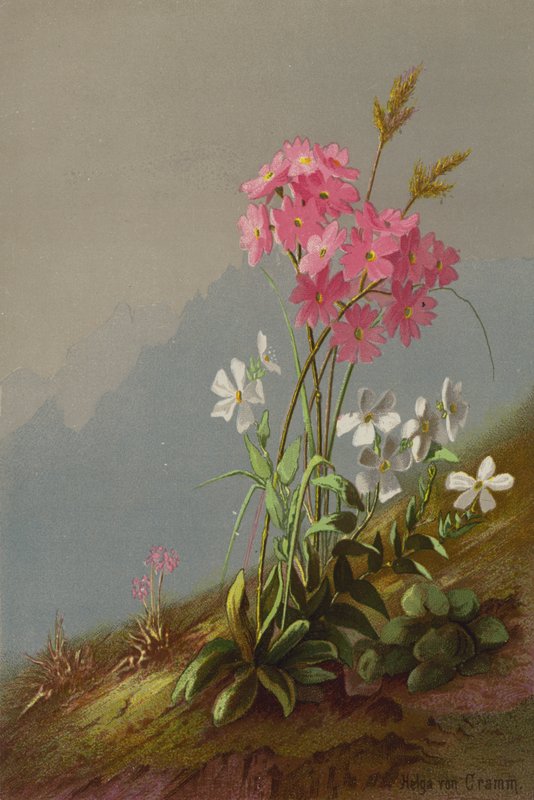 د غرونو ګلونه پولی autorstwa Helga von Cramm
