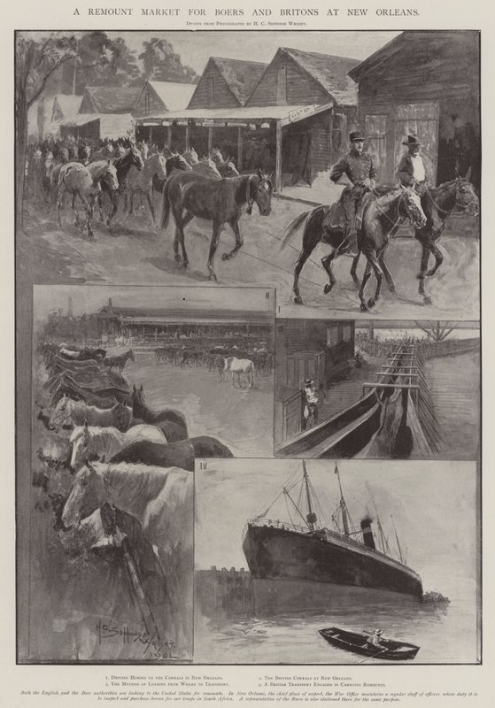 Targ Remount dla Burów i Brytyjczyków w Nowym Orleanie autorstwa Henry Charles Seppings Wright