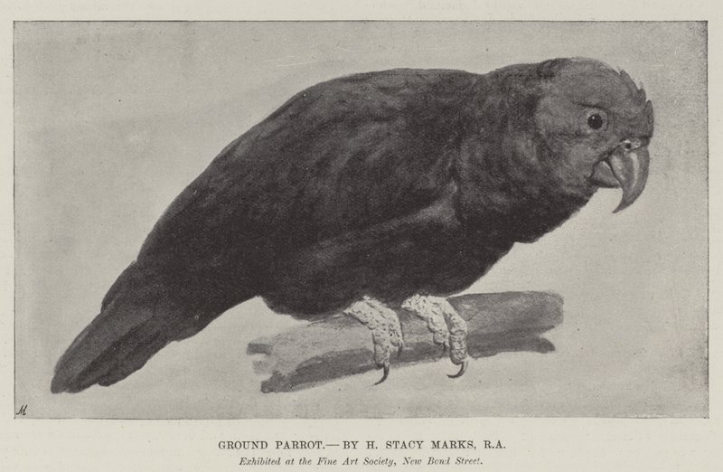 mielona papuga autorstwa Henry Stacey Marks