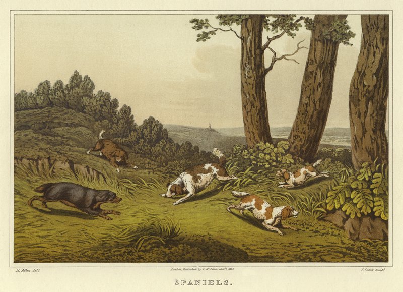 Spaniele (chromolitho) autorstwa Henry Thomas Alken