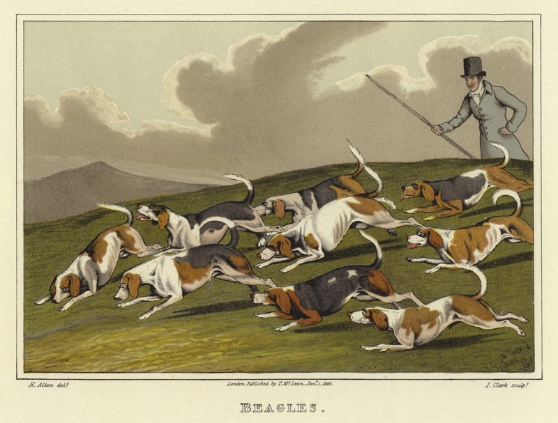 Beagle (chromolitho) autorstwa Henry Thomas Alken