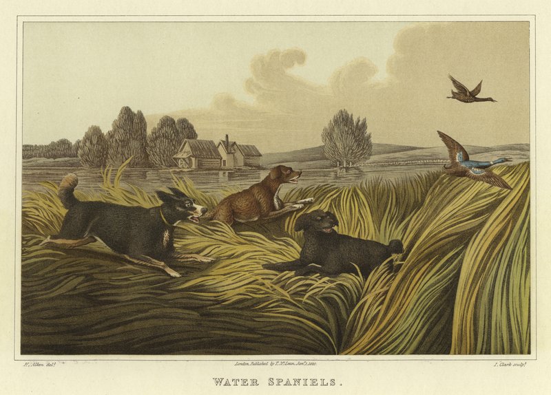 Spaniele wodne (chromolitho) autorstwa Henry Thomas Alken
