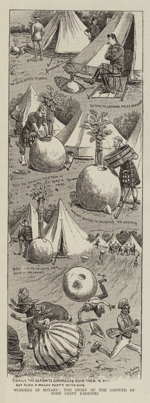Cuda w botanice, historia wzrostu niektórych olbrzymich rzodkiewek autorstwa Horatio Gordon Robley