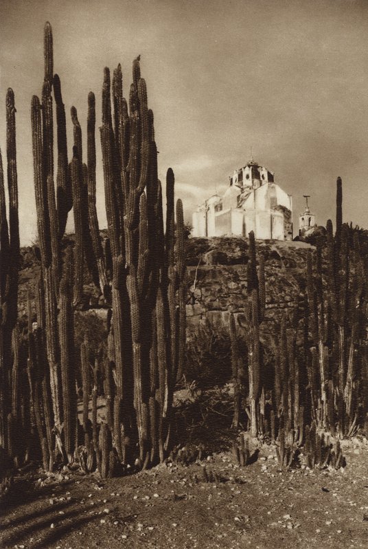 Meksyk: Zapottlan, "Cereus bavosus" (zdjęcie czarno-białe) autorstwa Hugo Brehme