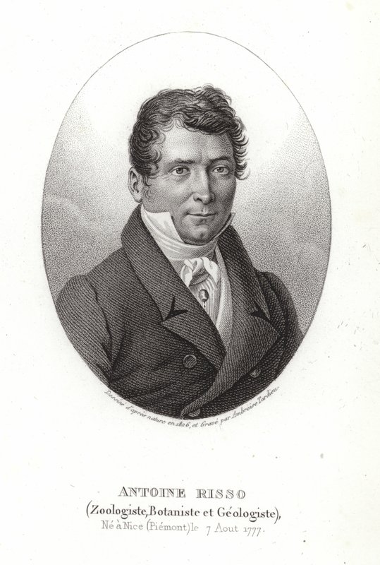 Antoine Risso autorstwa Italian School