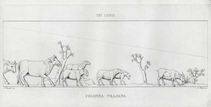 Kolumna Trajana, Kolumna Trajana (rycina) autorstwa Italian School
