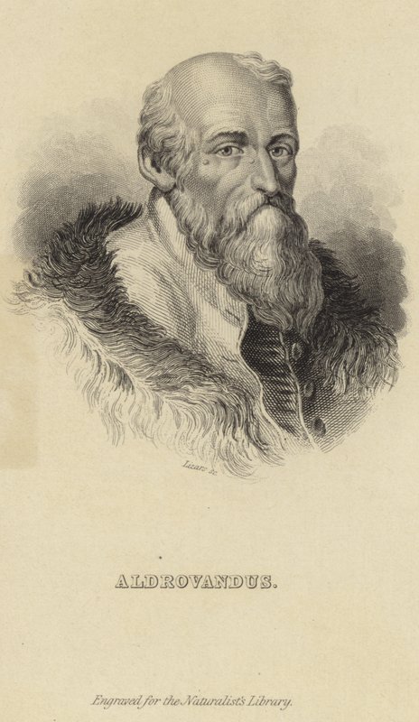 Ulisse Aldrovandi autorstwa Italian School