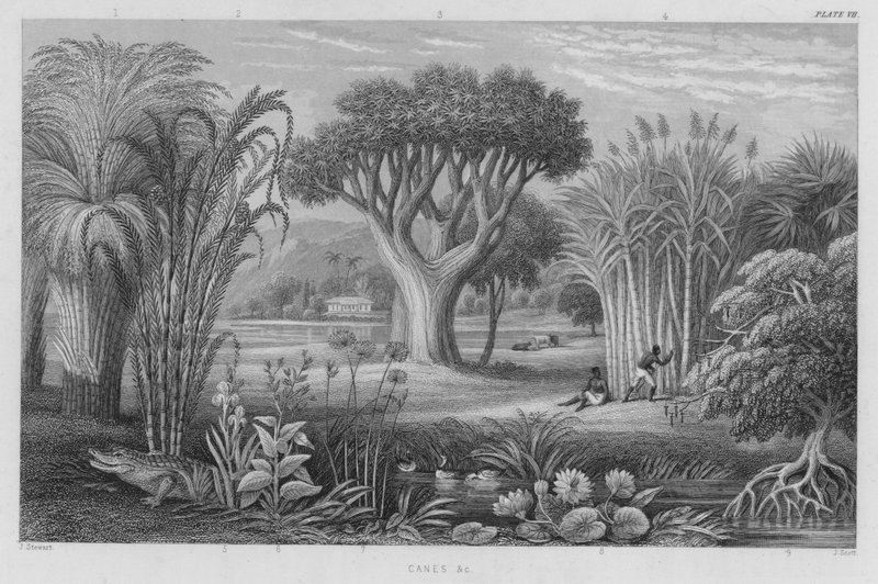 Laski itp. (kolorowe grawerowanie) autorstwa J. (after) Stewart
