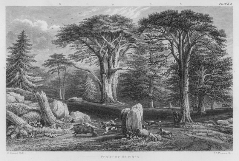 Coniferae lub Pines (kolorowy grawerunek) autorstwa J. (after) Stewart