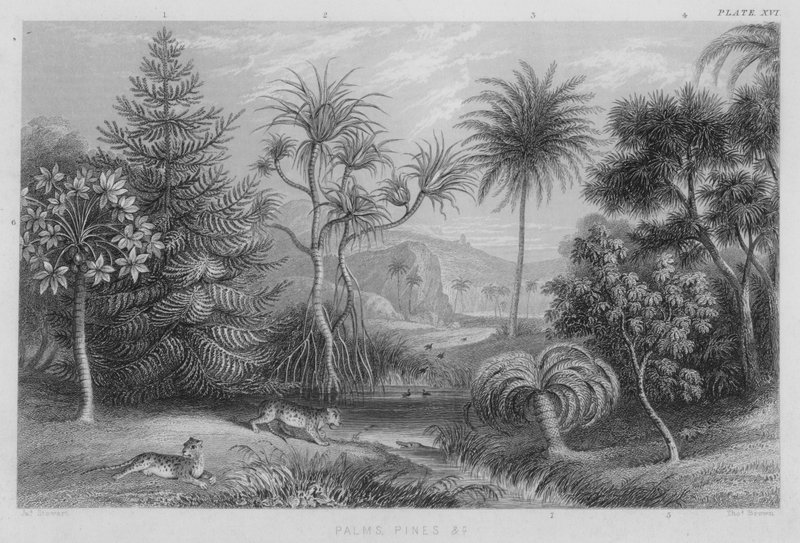 Palmy, Sosny itp. (kolorowe grawerowanie) autorstwa J. (after) Stewart