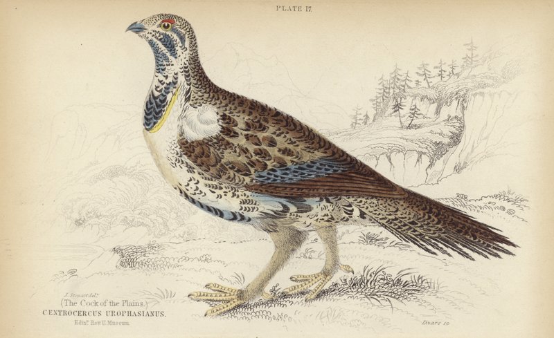 Centrocercus Urophasianus autorstwa J. Stewart