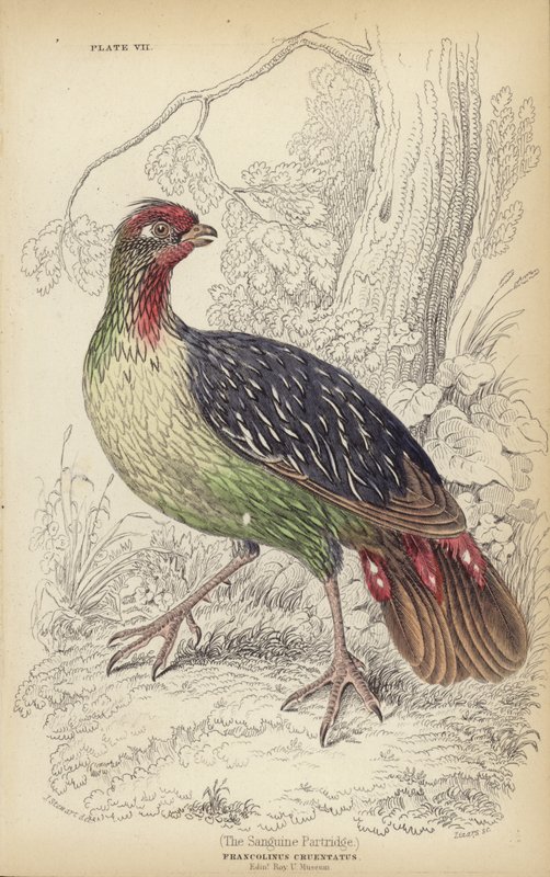 Patridge sangwinika autorstwa J. Stewart