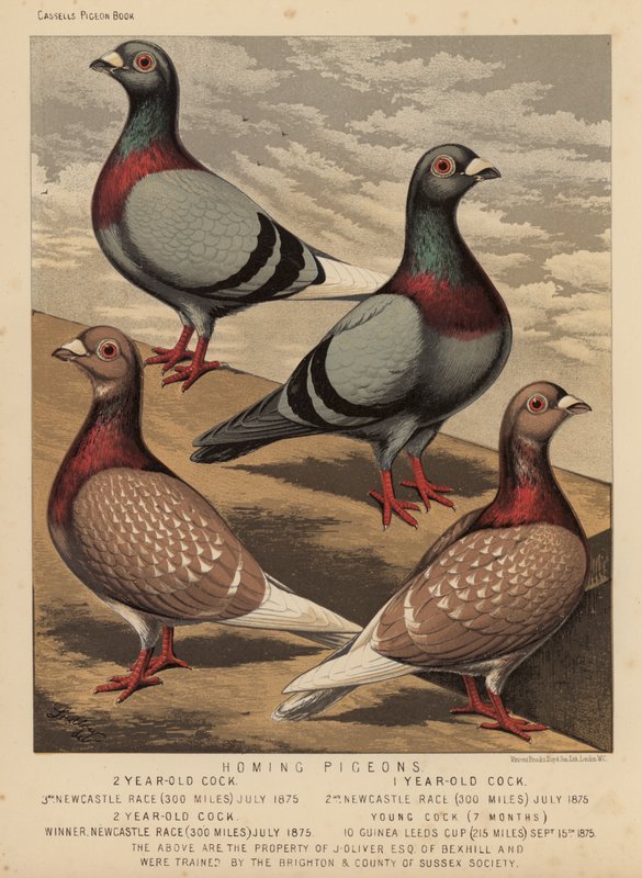 Gołębie: Homing Pigeons (kolor lito) autorstwa J. W. (after) Ludlow