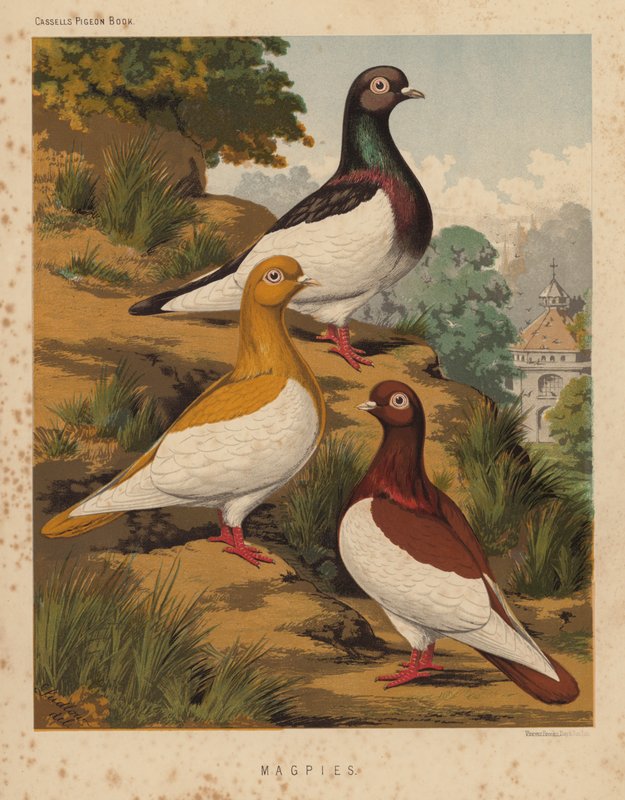Gołębie: Sroki (kolor lito) autorstwa J. W. (after) Ludlow