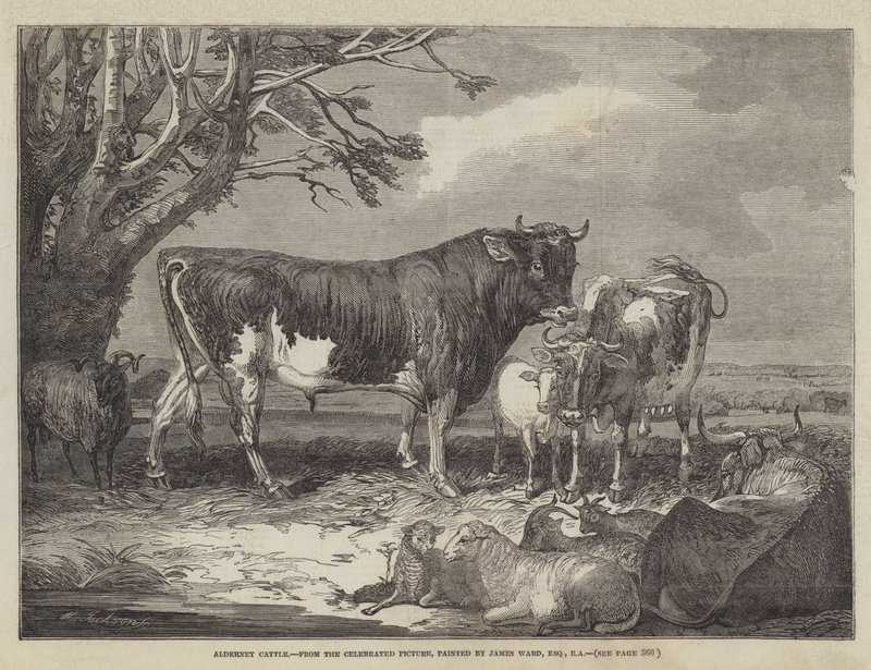 Bydło Alderney autorstwa James Ward