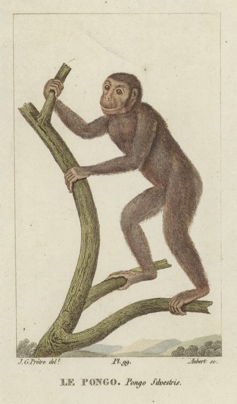 Pongo (orangutan) autorstwa Jean Gabriel Pretre