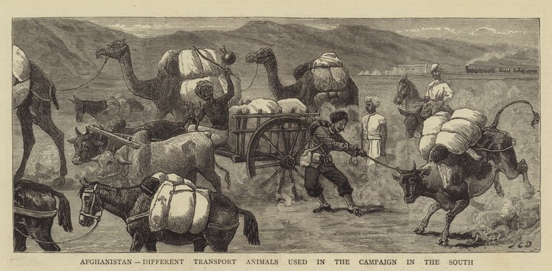 Afganistan, różne zwierzęta transportowe używane w kampanii na południu autorstwa John Charles Dollman