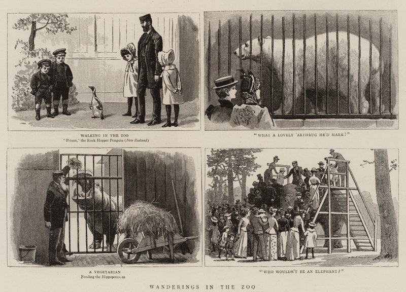 Wędrówki po zoo autorstwa John Charles Dollman