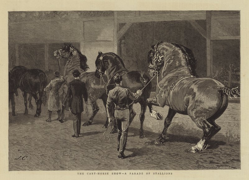 Cart-Horse Show, czyli parada ogierów autorstwa John Charlton