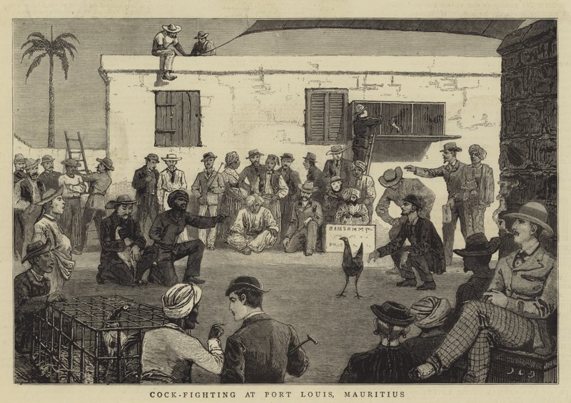 Walka kogutów w Port Louis, Mauritius autorstwa John Charles Dollman