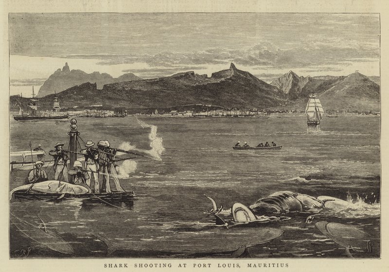 Strzelanie do rekinów w Port Louis, Mauritius autorstwa Joseph Nash