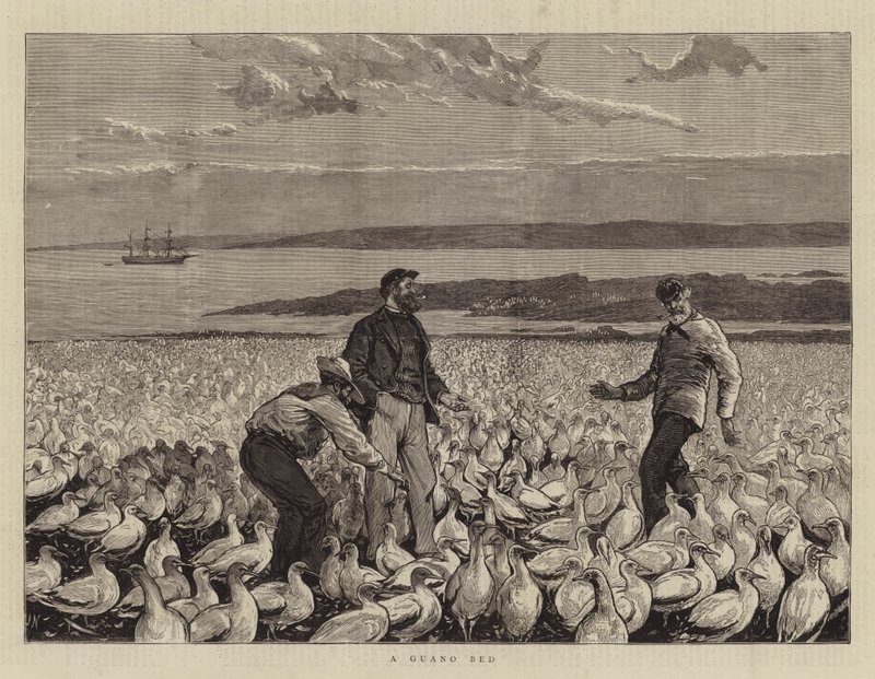 Łóżko Guano autorstwa Joseph Nash