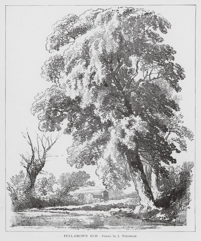 Full-Grown Elm (litografia) autorstwa Joseph Needham