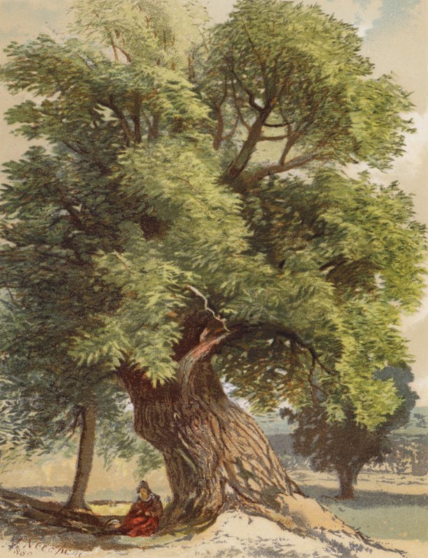 Old Chestnut (kolorowa litografia) autorstwa Joseph Needham