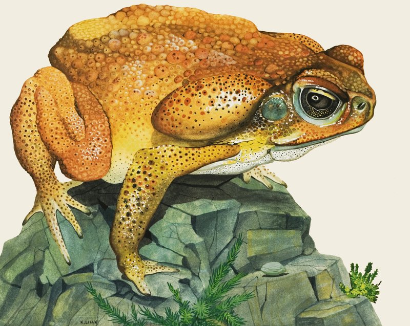 Ropucha olbrzymia autorstwa Kenneth Lilly