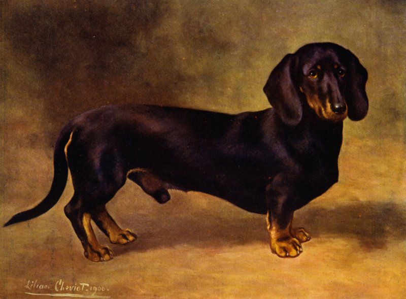 Jamnik Earl Satin autorstwa Lilian Cheviot