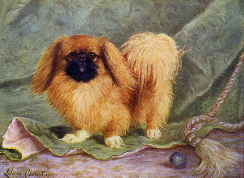 Pekińczyk, Champion Chu-erh z Alderbourne autorstwa Lilian Cheviot