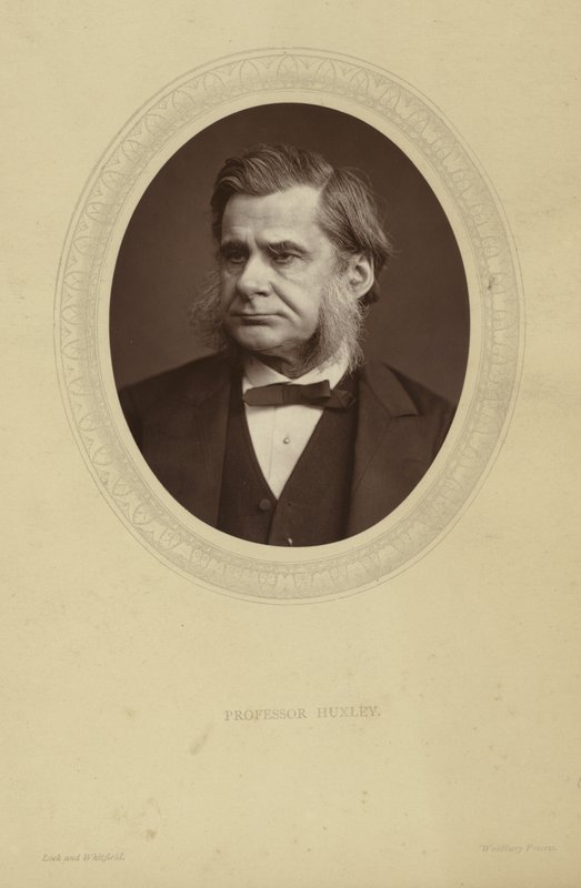 Portret Thomasa Henry