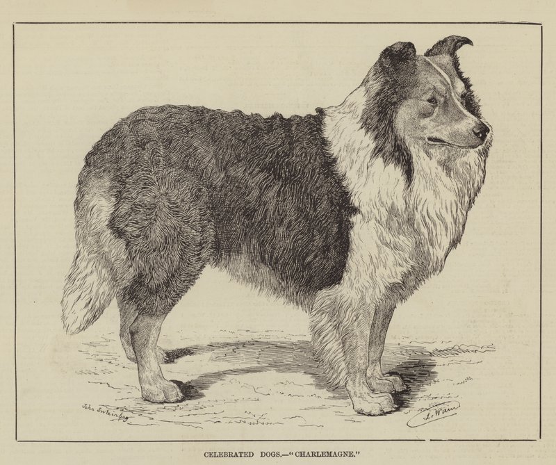 Uznane psy, Karol Wielki autorstwa Louis Wain