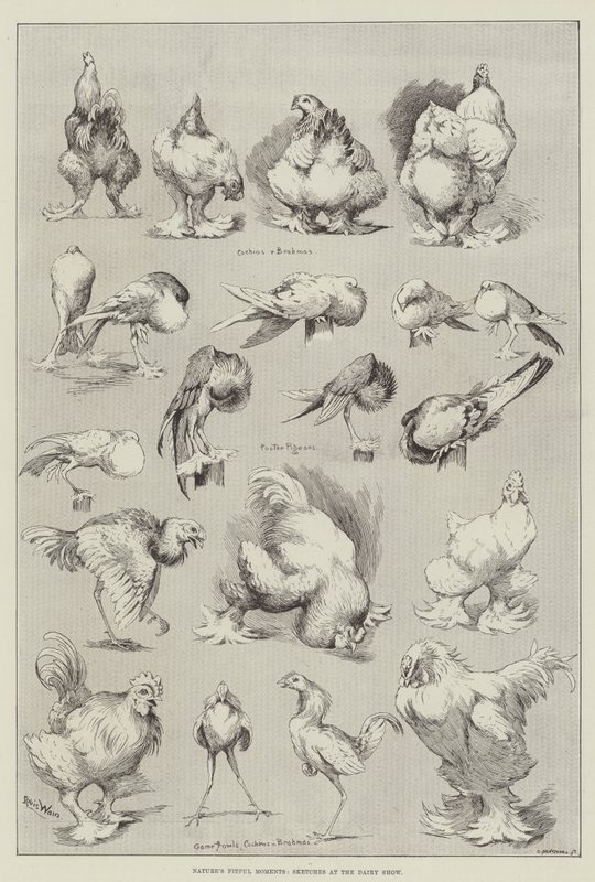Niespokojne chwile natury, szkice na pokazie mleczarskim autorstwa Louis Wain