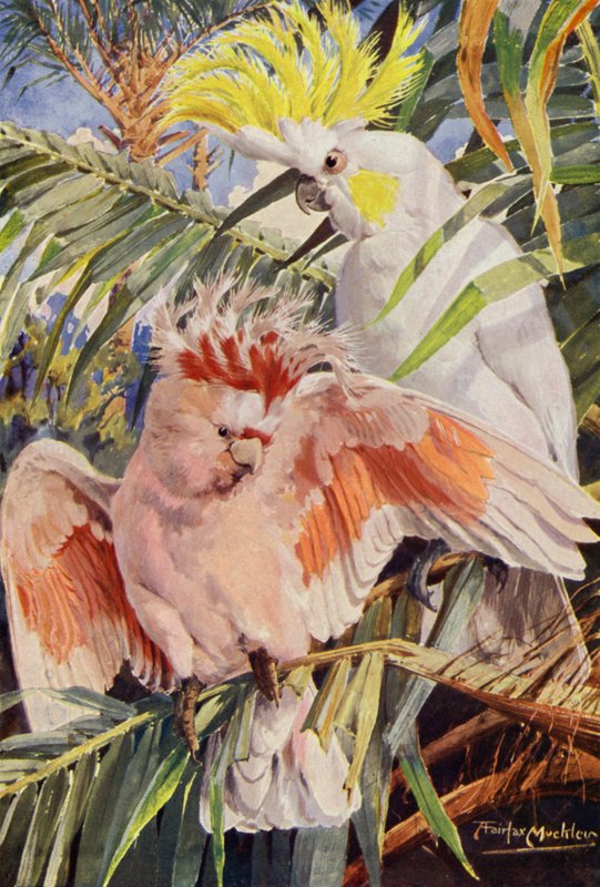 Kakadu (kolor lito) autorstwa Louis Fairfax Muckley