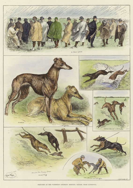 Szkice na Waterloo Coursing Meeting autorstwa Louis Wain