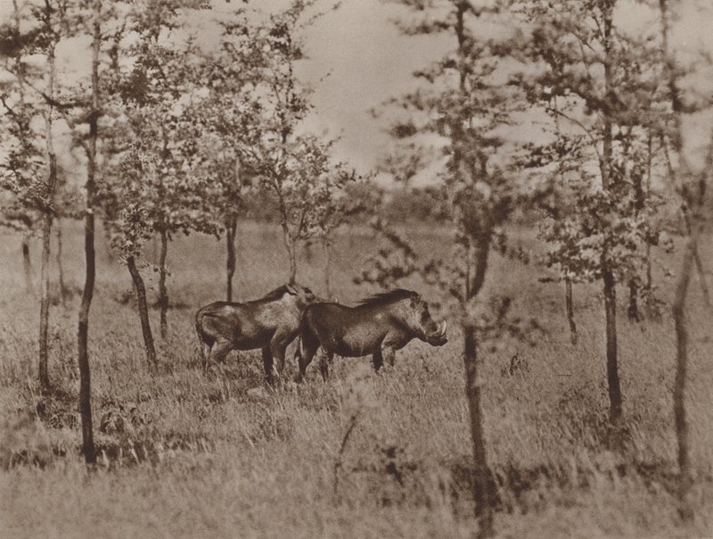Świnie brodawek w domu autorstwa Marcuswell Maxwell