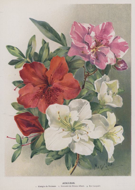 Azalia autorstwa Marie Low