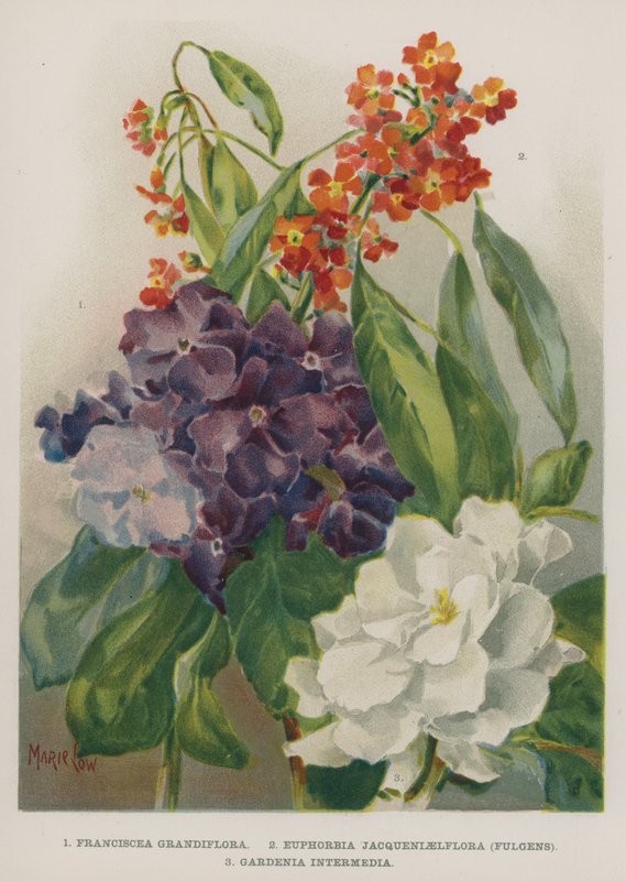 Franciscea Grandiflora, Euphorbia Jacqueniaelflora, Fulgens, Gardenia Intermedia autorstwa Marie Low