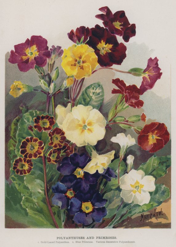 Polyanthuses i Primroses autorstwa Marie Low