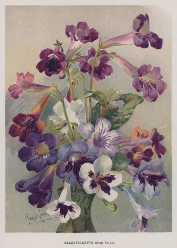Streptocarpus, z nasion autorstwa Marie Low
